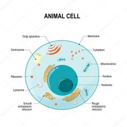 Cell animal cross section cells pulpbits previous