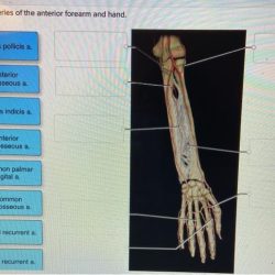 Arteries artery blood vessels anatomy brachial vascular arterial socratic