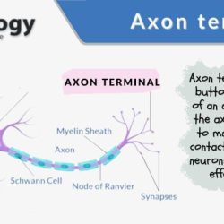 Presynaptic neuron axon neurons terminal neurotransmitter membrane biology communicate gated postsynaptic synaptic neurotransmitters communication ion calcium cleft potential signal vesicles